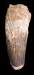 Robust, Spinosaurus Tooth - Large Tooth #40325-1
